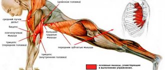 Работающие мышцы при отжиманиях